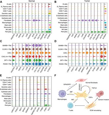 Single-cell analysis reveals the COL11A1+ fibroblasts are cancer-specific fibroblasts that promote tumor progression